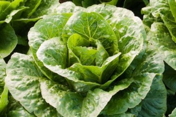 Romanasalat Valmaine - Pflanze (BIO), 6er Pack