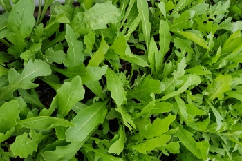 Wilde Rauke / Ausdauernder Rucola - Pflanze (BIO)