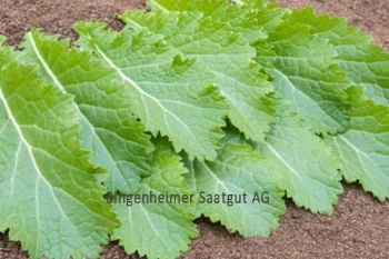 Asia-Salat Green in Snow - Pflanze (BIO), 6er Pack