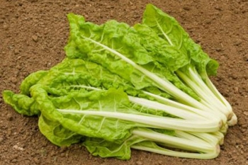 Mangold Lucullus - Pflanze (BIO), 6er Pack