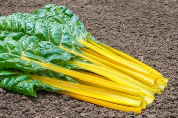 Mangold Pirol - Pflanze (BIO), 6er Pack