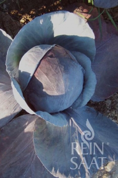Rotkohl Granat - Pflanze (BIO), 6er Pack