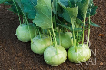 Kohlrabi Lanro - Pflanze (BIO), 6er Pack