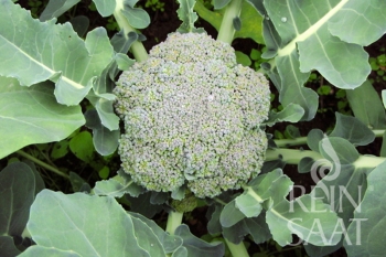 Brokkoli Ramoso calabrese - Pflanze (BIO), 6er Pack