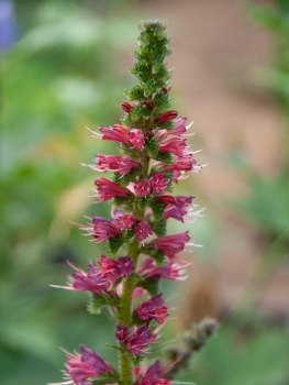 Echium russicum - Russischer Natternkopf (BIO)
