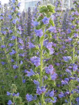 Echium vulgare - Blauer Natternkopf (BIO)