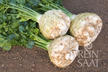 Knollensellerie Monarch - Pflanze (BIO), 6er Pack