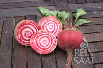 Rote Bete, Ringelbete Tonda di Chioggia - Pflanze (BIO), 6er Pack