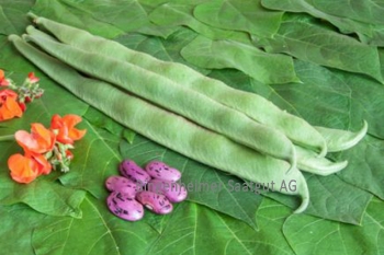 Stangenbohne Neckarknig - Pflanze (BIO)