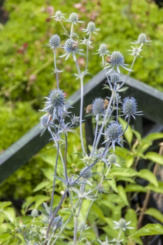 Eryngium planum Blaukappe - Kleiner Mannstreu (BIO)