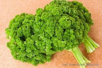 Petroselinum crispum Mooskrause - Krause Petersilie (BIO)