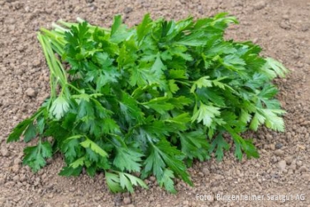 Petroselinum crispum var. neapolitanum Gigante dItalia - Italienische Petersilie (BIO)