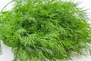 Anethum graveolens - Dill (BIO), 6er Pack