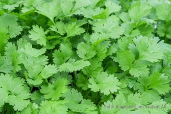 Coriandrum sativum - Koriander (BIO), 6er Pack