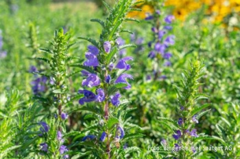 Dracocephalum moldavicum - Drachenkopf / Trkische Melisse (BIO), 6er Pack