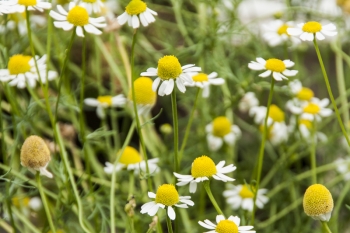 Matricaria chamomilla - Echte Kamille (BIO), 6er Pack