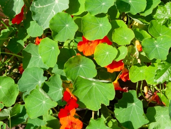 Tropaeolum majus - Kletternde Kapuzinerkresse (BIO)
