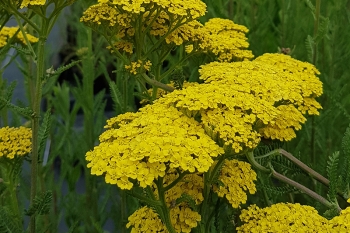 Achillea filipendulina Coronation Gold - Niedrige Goldgarbe (BIO)