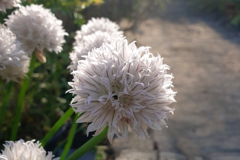 Allium schoenoprasum White One - Weier Schnittlauch (BIO)
