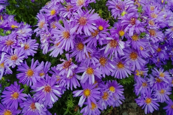 Aster dumosus Augenweide - Kissen-Aster (BIO)