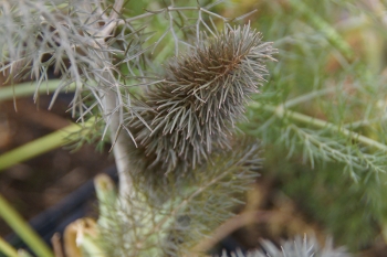 Foeniculum vulgare Rubrum - Bronze-Fenchel (BIO)