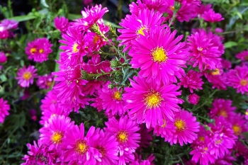 Aster novi-belgii Royal Ruby - Glattblatt-Aster (BIO)