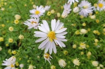 Aster novi-belgii Schneeberg - Glattblatt-Aster (BIO)