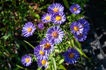 Aster novi-belgii Schne von Dietlikon - Glattblatt-Aster (BIO)