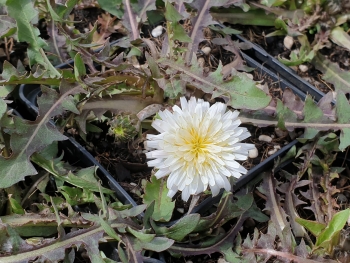 Taraxacum albidum - Japanischer Lwenzahn (BIO)