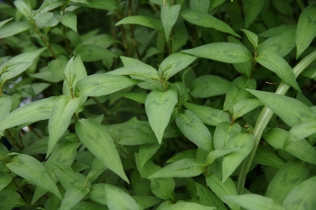 Persicaria odorata - Vietnamesischer Koriander (BIO)