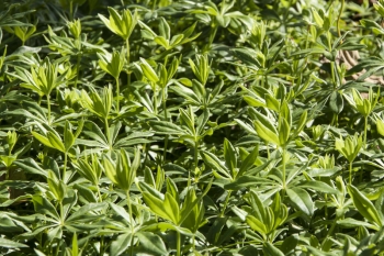 Galium odoratum - Waldmeister (BIO)