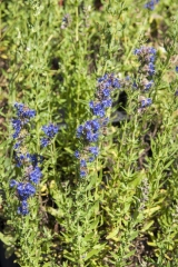 Hyssopus officinalis - Blauer Ysop (BIO)