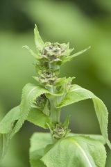 Inula helenium - Echter Alant (BIO)