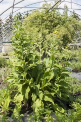 Inula helenium - Echter Alant (BIO)