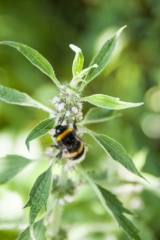 Leonurus cardiaca - Echtes Herzgespann (BIO)