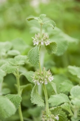 Marrubium vulgare - Gewhnlicher Andorn (BIO)