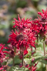 Monarda didyma - Indianernessel (BIO)