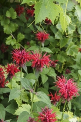 Monarda didyma - Indianernessel (BIO)