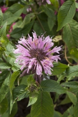Monarda Fistulosa-Hybride Beauty of Cobham - Indianernessel (BIO)