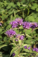 Monarda fistulosa ssp. menthifolia - Oswego-Kraut, Bergamot-Indiandernessel (BIO)