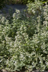 Nepeta racemosa Snowflake - Katzenminze (BIO)