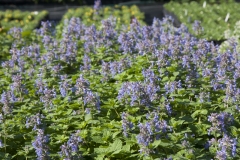 Nepeta racemosa Odeur Citron - Zitronige Katzenminze (BIO)