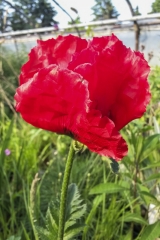 Papaver orientale Beauty of Livermere - Orientalischer Mohn (BIO)