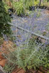 Perovskia atriplicifolia Blue Spire - Blauraute, Russischer Salbei (BIO)