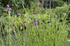 Petalostemum purpureum - Prrie-Klee (BIO)