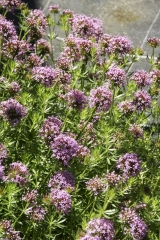 Phuopsis stylosa - Rosen-Waldmeister (BIO)