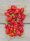 Chili Scarlet Lantern Peru - Pflanze (BIO), Schrfegrad 9