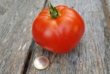 Tomate St. Pierre - Pflanze (BIO)