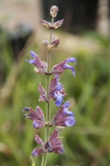 Salvia officinalis Extrakta - Exrakt-Salbei (BIO)