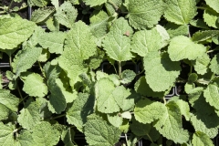 Salvia sclarea - Muskateller-Salbei (BIO)